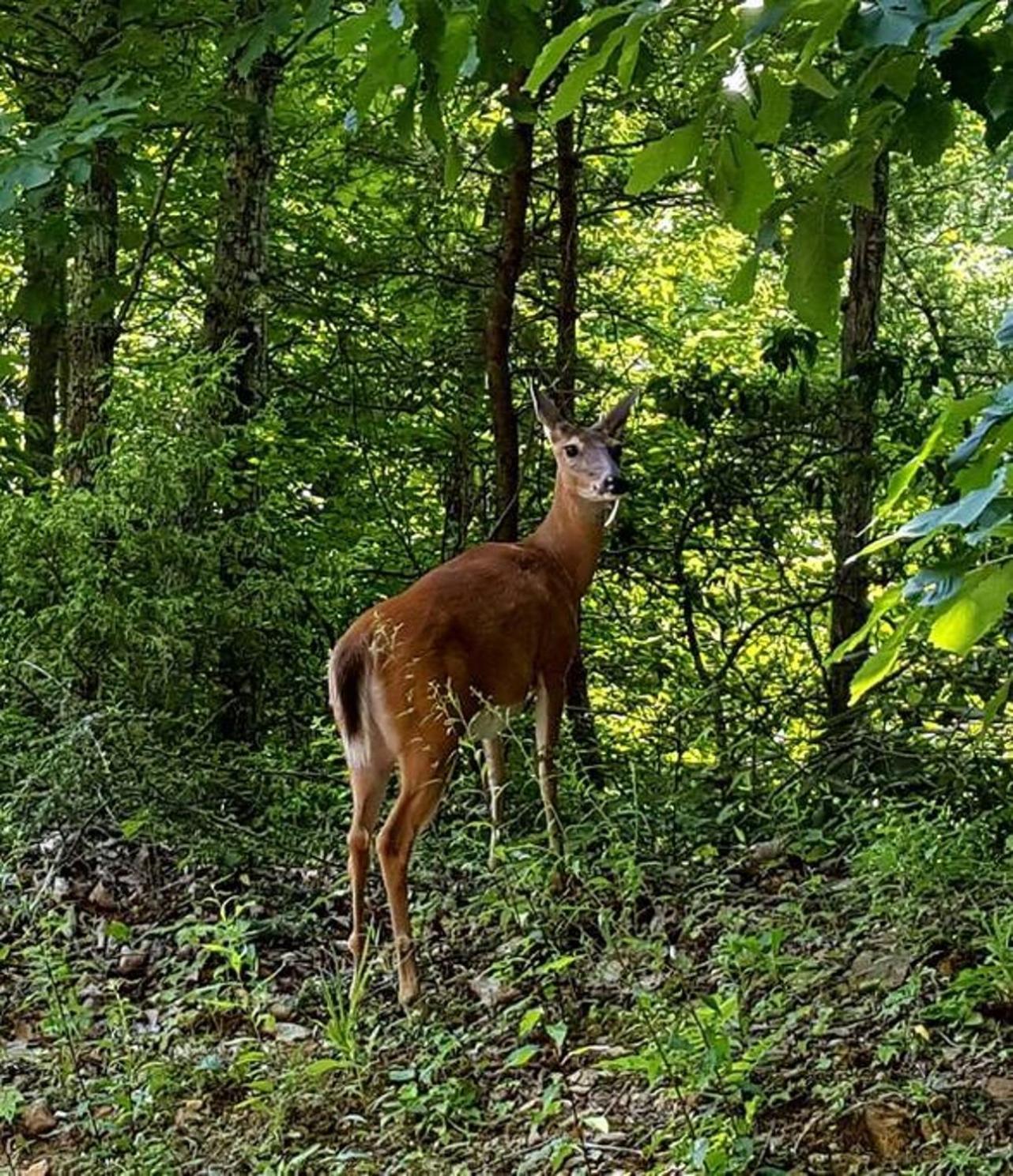 גטלינבורג Peace, Serenity & Relaxation In The Smokies! מראה חיצוני תמונה