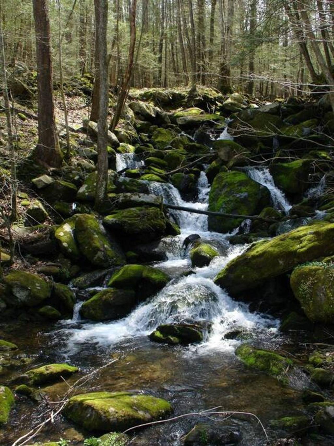 גטלינבורג Peace, Serenity & Relaxation In The Smokies! מראה חיצוני תמונה